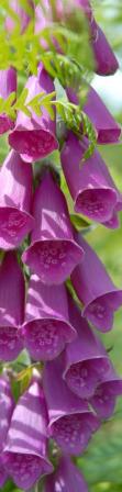 FoxGloves